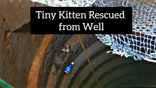 Tiny Little Kitten Rescued From Deep Well |Kitten Rescued From Well | Kitten asking for help |Mar Fy