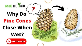 Why Do Pine Cones Close When Wet?