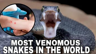 Most Venomous Snakes In The World | Top 20 Scary Snakes