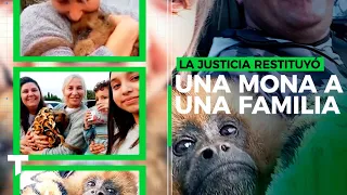 LA JUSTICIA RESTITUYÓ UNA MONA A UNA FAMILIA