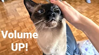 Siamese cat purring and enjoying pets! | Purring Siamese cat Licko wants to be petted!