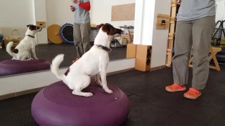 Баланс, координация, сила задних конечностей. Dog fitness.