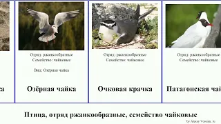 Птица, отряд ржанкообразные, семейство чайковые крачка чайка birds Малая Серая глупая водорез