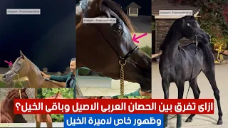 ازاى تفرق بين الحصان العربى الاصيل وباقى الخيل؟ وظهور خاص لاميرة الخيل 🔥