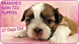 Brandie's Shih Tzu Puppies 💖 27 Days Old