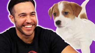 Fall Out Boy Plays With Puppies (While Answering Fan Questions)