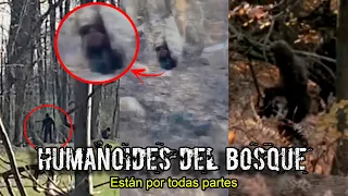 LOS IMPACTANTES VIDEOS de los HUMANOIDES del BOSQUE que están ATERRANDO a TODOS