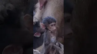 Heartwarming Moment: Mother Monkey Feeding Her Adorable Baby