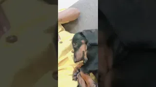 Sleepy Dachshund 🐶