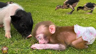 Baby monkey Yumy falls a sleep when plays in outside so happy