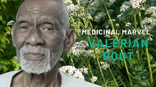 The Medicinal Marvel: Valerian Root