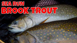 Sea Run Brook Trout | Nanuk Polar Lodge