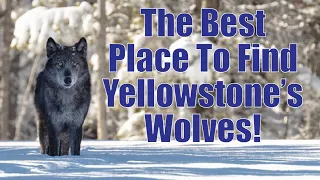 The Best Place In Yellowstone To Find Wolves!