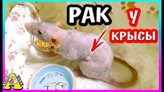 Спасение  крысы Плюши / Грустная История жизни маленькой крыски /  Alisa Easy Pets