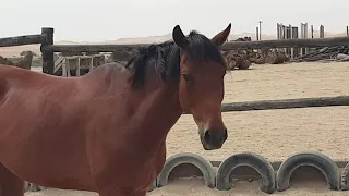 How I approach a horse for the first time.