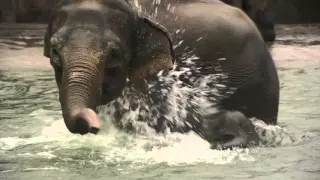 First swim in the elephant pool