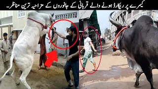 20 Qurbani Animals Funny Moments Caught On Camera | TOP X TV