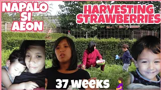 HARVESTING STRAWBERRIES AT ALMOST 37 WEEKS PREGNANT