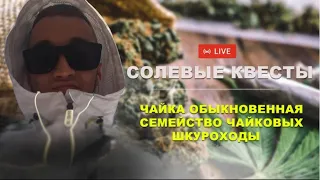 Стрим/ Чайки / Разновидности / Солевые