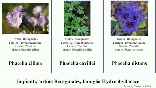 Impianti, ordine Boraginales, famiglia Hydrophyllaceae phacelia plants californica menziesii Chris