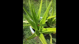 Step by step guide to grow Aloe Vera plant in your Garden