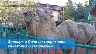 Зоопарк в Сочи на территории санатория Октябрьский
