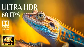 4K HDR 60fps Dolby Vision with Animal Sounds & Calming Music (Colorful Dynamic)