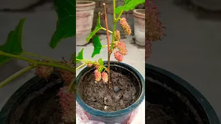 Mulberry Grow From Cutting Using Power Full Soil | Mulberry Plant Growing New Technique | #Shorts