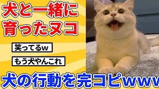 【2ch動物スレ】生まれたときから犬と育ったヌコ→犬の行動を全て真似するｗｗｗｗｗ