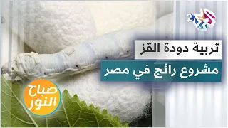 مصر .. إقبال متزايد على مشاريع تربية دودة القز لإنتاج الحرير
