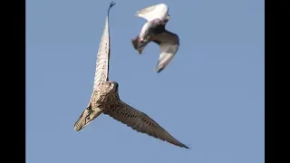 Falcon Sky Predators Full Documentary