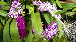 Tamiami International Orchid Festival, Orchid displays 2023. @OrchidNewbee