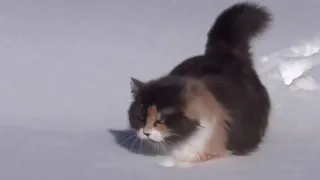 Cats . Кошки.  Позитивчик!!!! Зима, снег и котики.Winter, snow and seals.