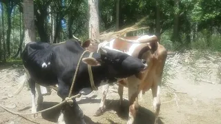 Super strong Bull with cow || Animals Earth  ||