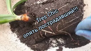 Срочный 😱 SOS!!! Недоглядела....😟