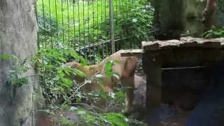 Abnormal and Stereotypic behaviour in captive animals ("pont scorff" zoo(Brittany France))