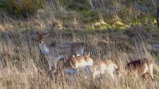 Bowhunting fallow deer and pigs. (Bowhunting Australia)