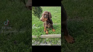 Prodaja Doberman štenci!!!