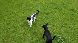 Cat chases dog