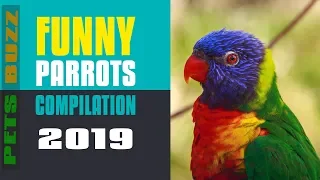 Funny Parrots Videos Compilation -Cute Parrots 2019 #5