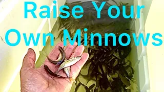 Crappie fishing minnows (Raise your own minnows) #2