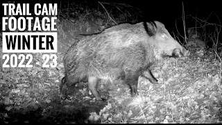 Trail Cam Footage I Famenne WINTER '22 - '23