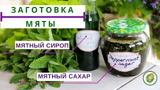 СБОР И ЗАГОТОВКА МЯТЫ//2 СУПЕР РЕЦЕПТА