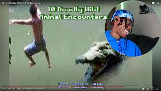 ITS NOT FUNNY BUT THATS CRAZY !! | 10 DEADLY WILD ANIMAL ENCOUNTERS REACTION