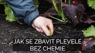 Jak se zbavit plevele bez chemie