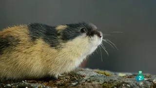 Grandes documentales - Lemming el pequeño gigante del norte