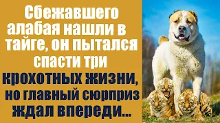 Сбежавшего алабая нашли в тайге, он пытался спасти 3 крохотных жизни, но главный сюрприз был впереди