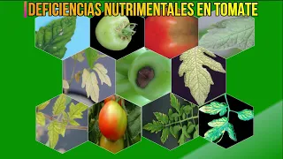 🍂 DEFICIENCIAS NUTRIMENTALES Y TOXICIDADES EN EL CULTIVO DE TOMATE