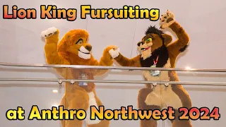 Lion King Fursuiters at Anthro Northwest 2024 - Mufasa & Scar