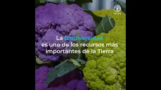 La biodiversidad es uno de los recursos más importantes de la Tierra